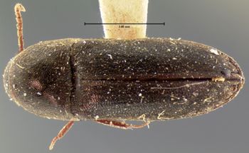 Media type: image;   Entomology 33712 Aspect: habitus dorsal view